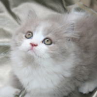 Photo #265484 de HORTENSE