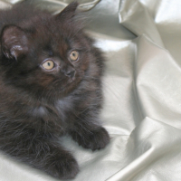 Photo #265485 de HORTENSE