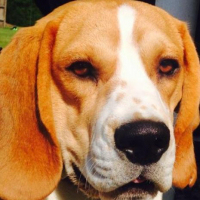 Photo #265496 de Homer 