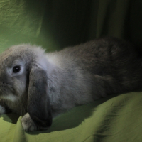 Photo #265497 de Pampan