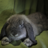 Photo #265498 de Pampan