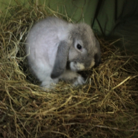 Photo #265499 de Pampan
