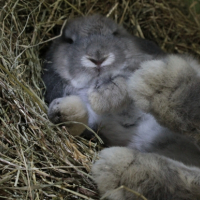 Photo #265502 de Pampan