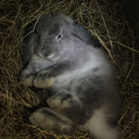 Photo #265503 de Pampan