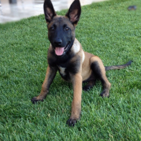 Photo #265516 de India