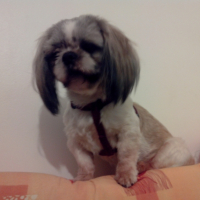 Photo #265524 de Gyps