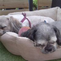 Photo #265525 de Gyps