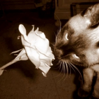 Photo #265618 de Tao