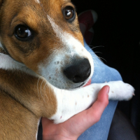 Photo #265653 de Guizmo