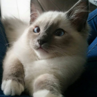 Photo #265685 de kaishin
