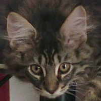 Photo de l'animal n°38254