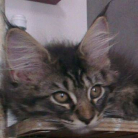 Photo #265730 de LOKI
