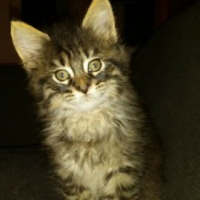 Photo #265731 de LOKI