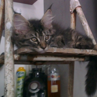 Photo #265732 de LOKI