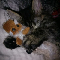Photo #265733 de LOKI