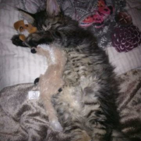 Photo #265734 de LOKI