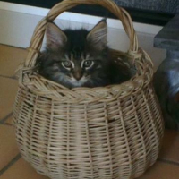 Photo #265735 de LOKI