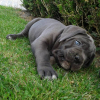 Photo de l'animal n°38269