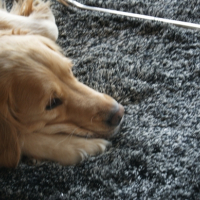 Photo #265790 de droopye