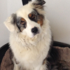 Photo de l'animal n°38328