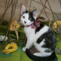 Photo de l'animal n°38333