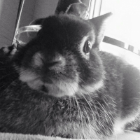 Photo #265934 de Messi