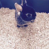 Photo #265936 de Messi