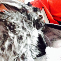 Photo #265938 de Messi