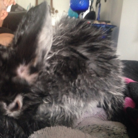 Photo #265939 de Messi