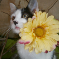 Photo de l'animal n°38333