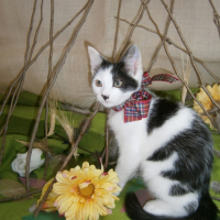Photo de l'animal n°38333