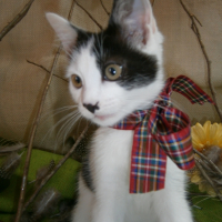 Photo de l'animal n°38333