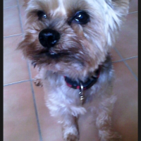 Photo #265970 de Willy