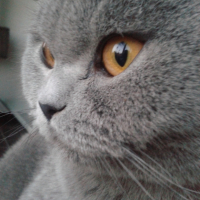 Photo #265978 de Jencko