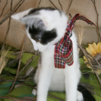 Photo de l'animal n°38333
