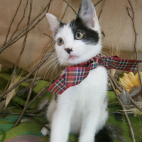 Photo #265992 de Chy