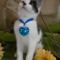 Photo #265994 de Chy