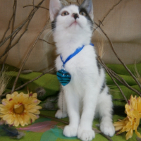 Photo #265995 de Chy