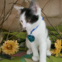 Photo #266005 de Chy