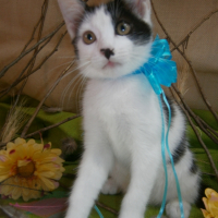 Photo #266007 de Chy