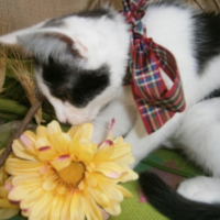 Photo #266010 de Chy