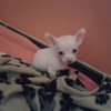 Photo de l'animal n°38354