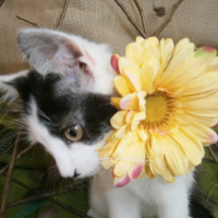 Photo #266019 de Chy