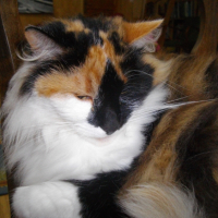 Photo #266036 de timine