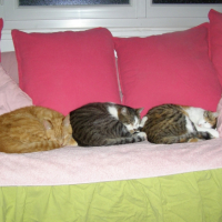 Photo #266055 de Kaëlig