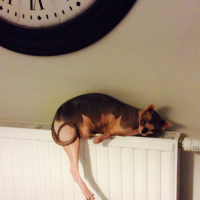 Photo #266062 de Guizmo
