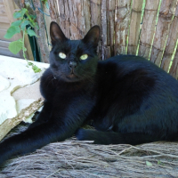 Photo #266090 de Shadow