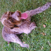 Photo #266101 de Hanckok