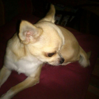 Photo #266159 de Gringo