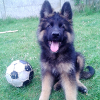 Photo #266202 de kuma